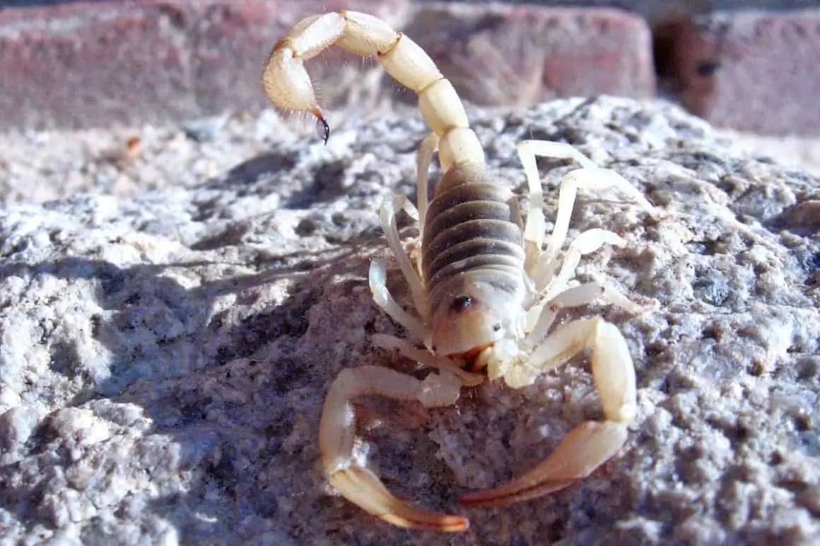 California Common Scorpion