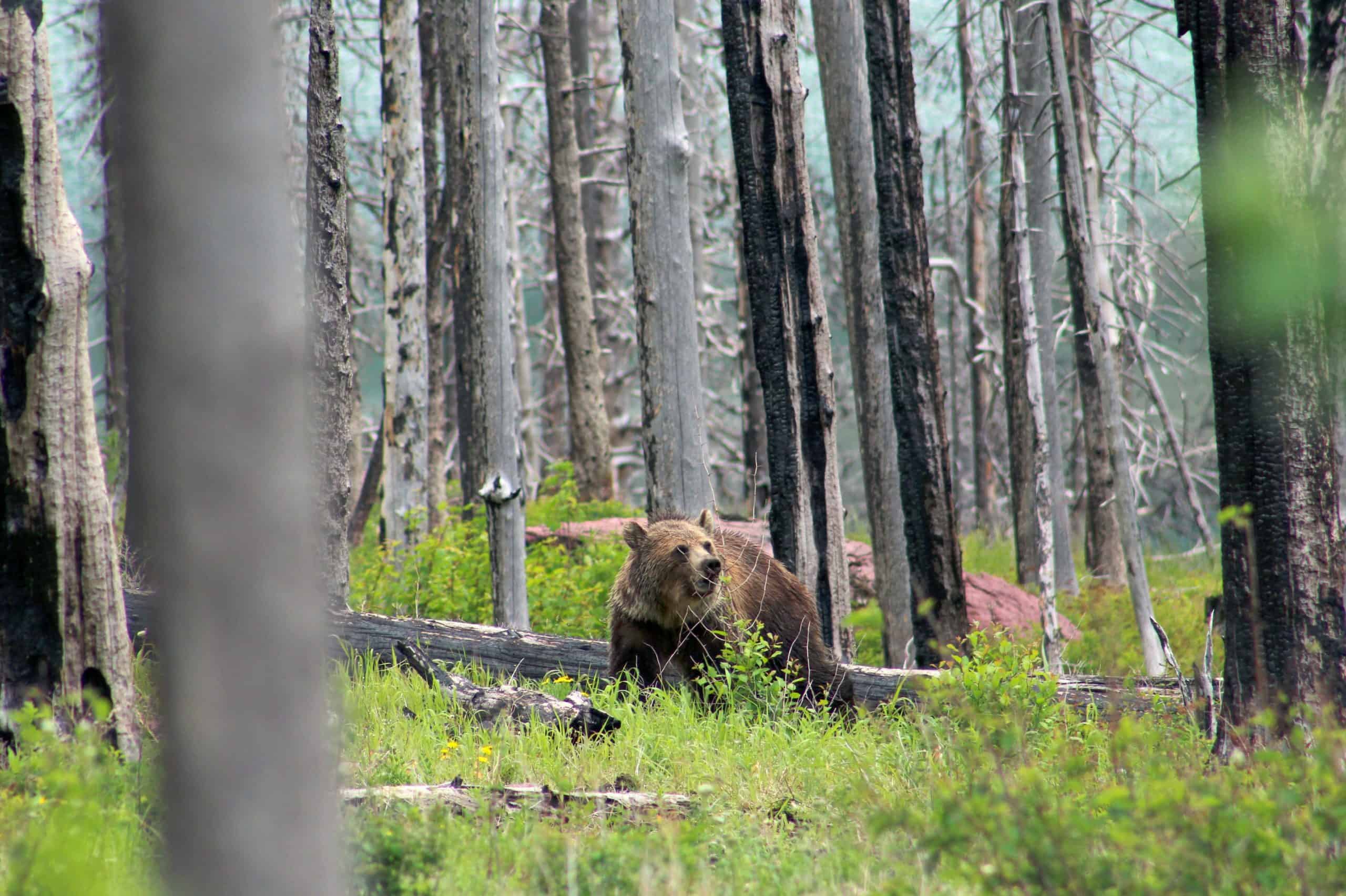 Grizzly bear in Glacier National Park