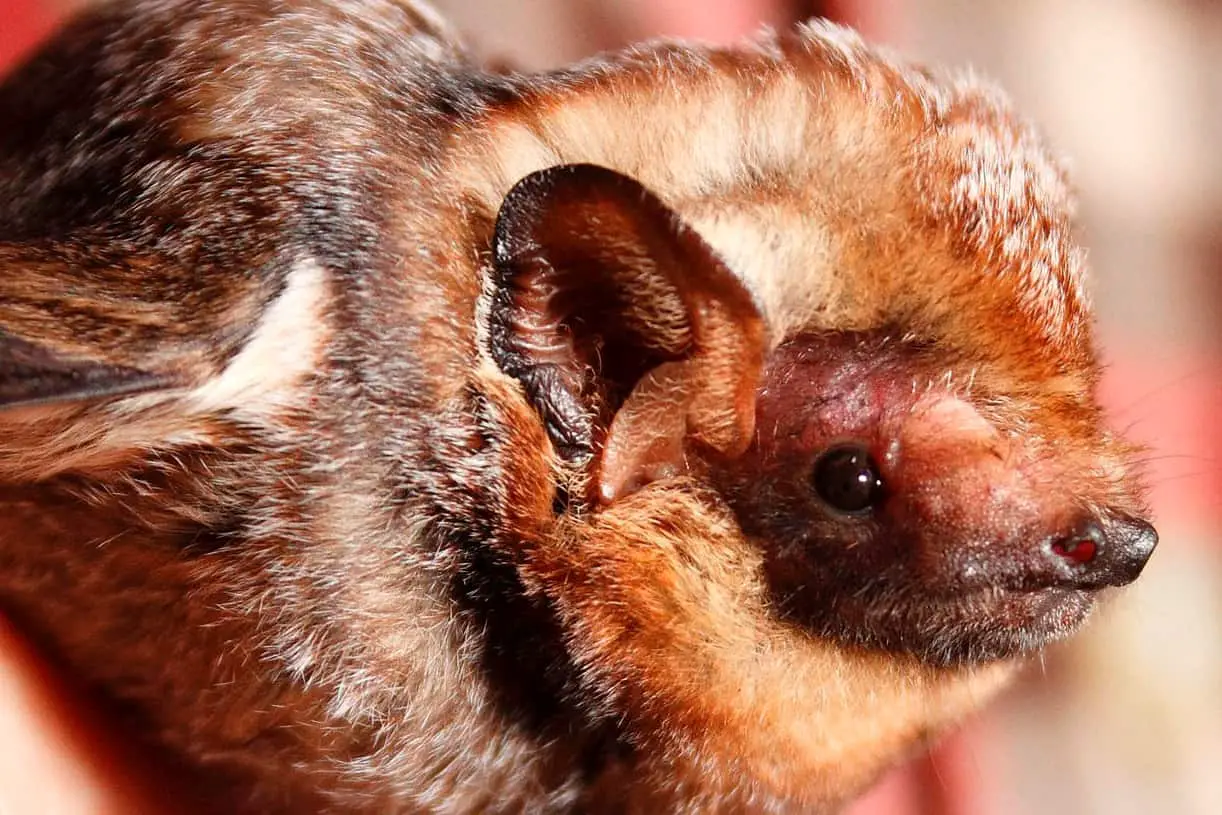 Hawaiian Hoary Bat 
