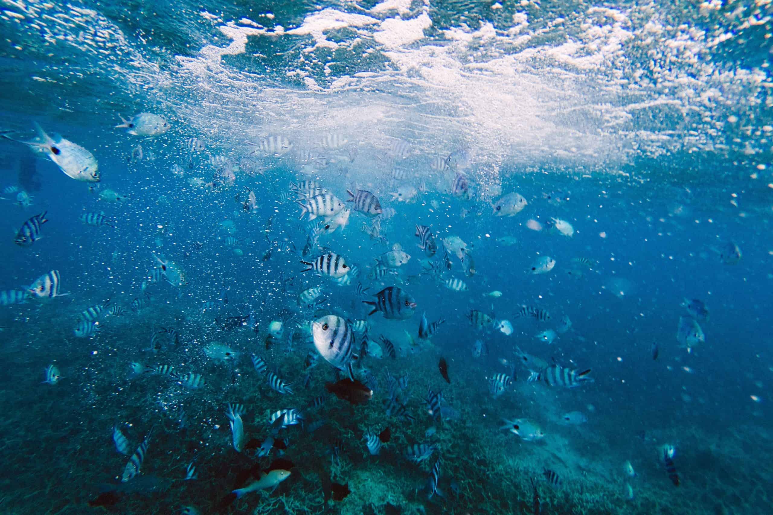 Snorkeling in Mauritius